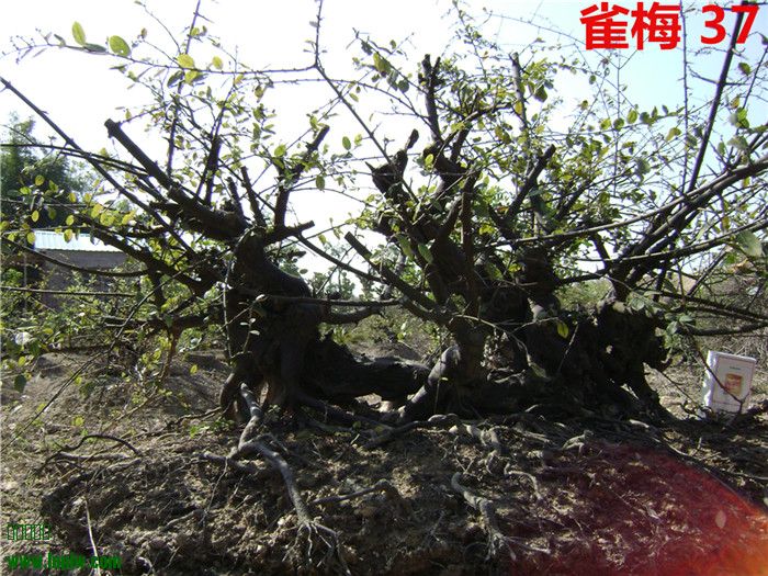 DSC04045_.jpg