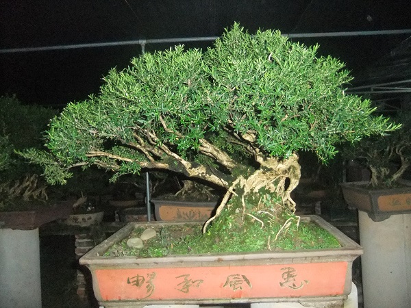 DSCF8701.JPG