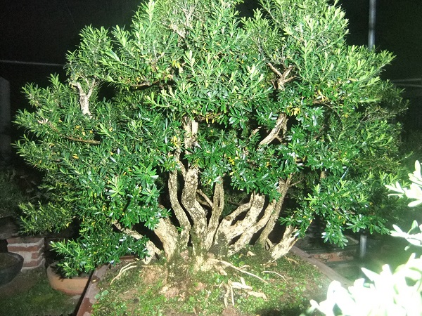 DSCF8709.JPG