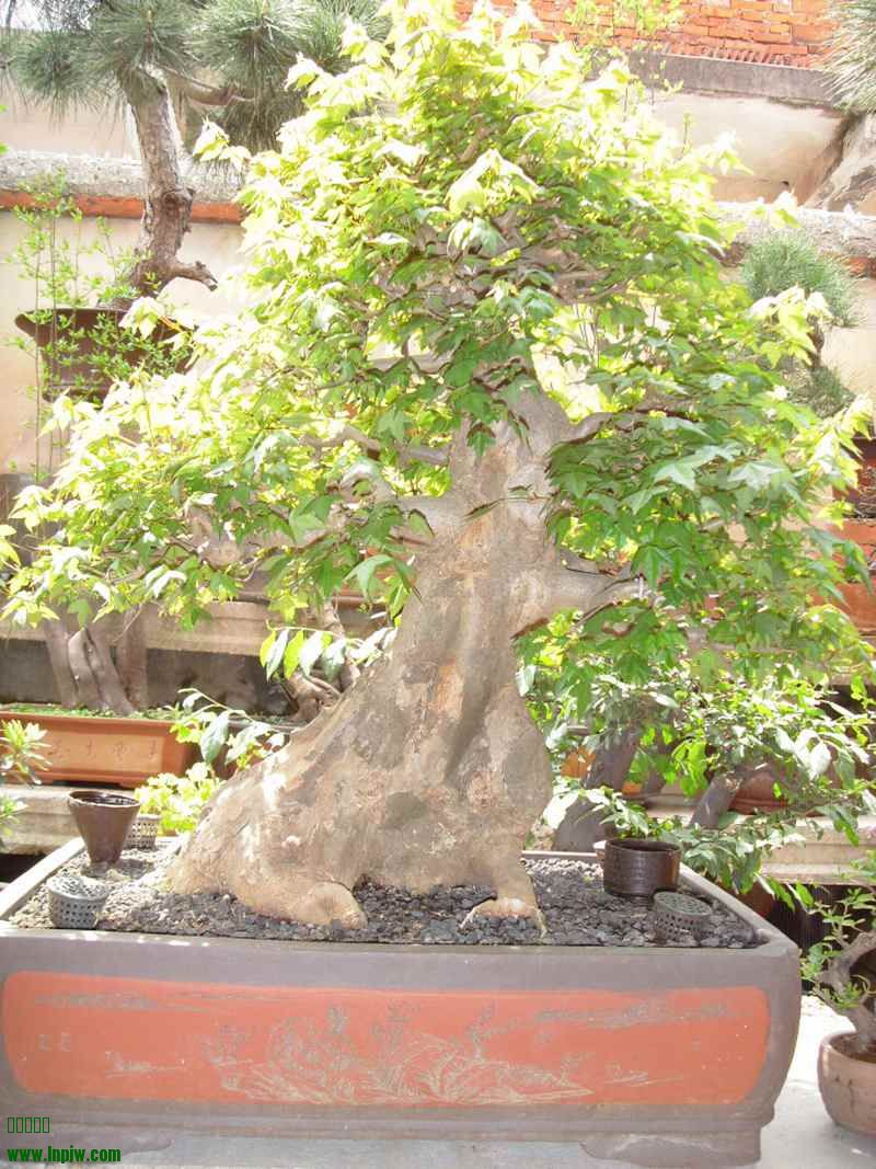 SDC13988.JPG