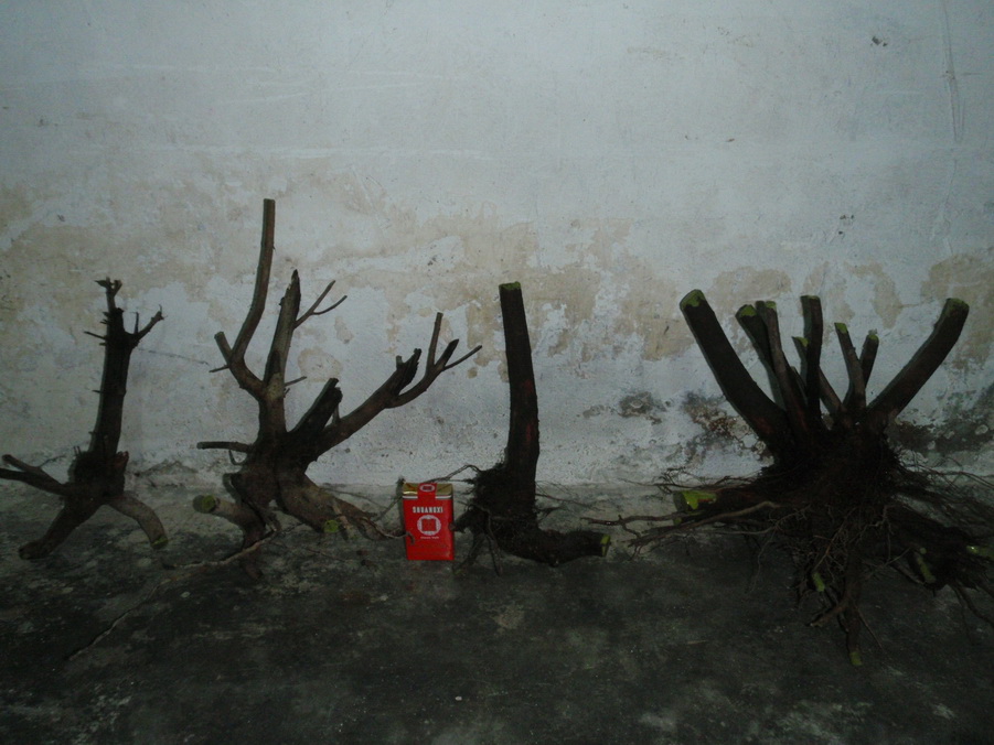 P4040005_С.JPG