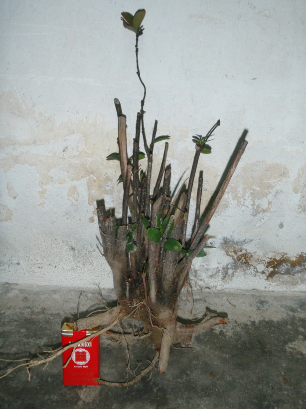 P4040006_С.jpg