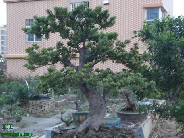 DSC01647.JPG