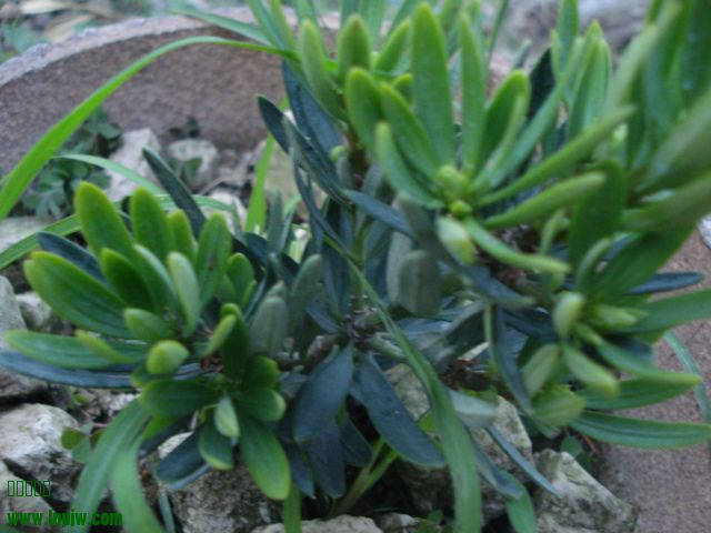 DSC01650.JPG