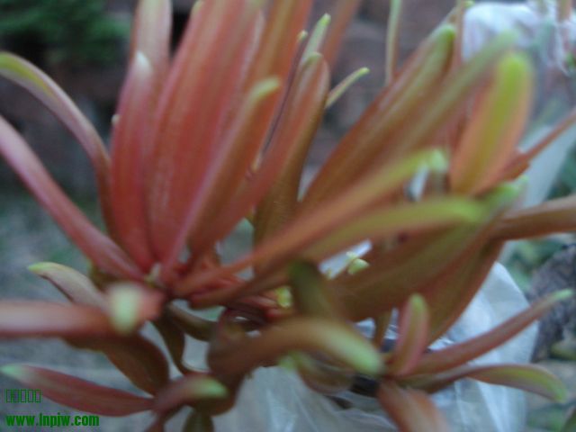 DSC01653.JPG