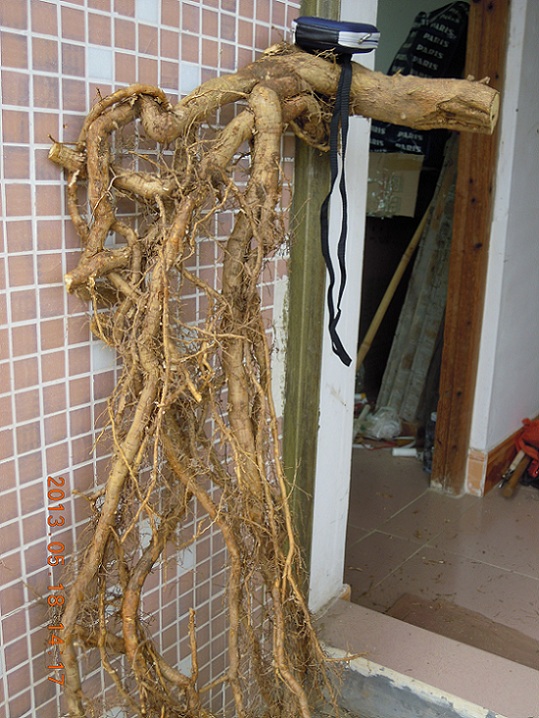 DSCN0087.JPG