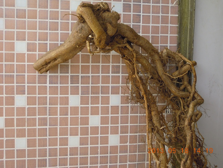 DSCN0090.JPG
