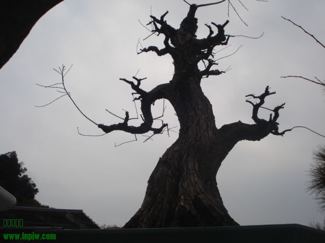 DSC01597.JPG