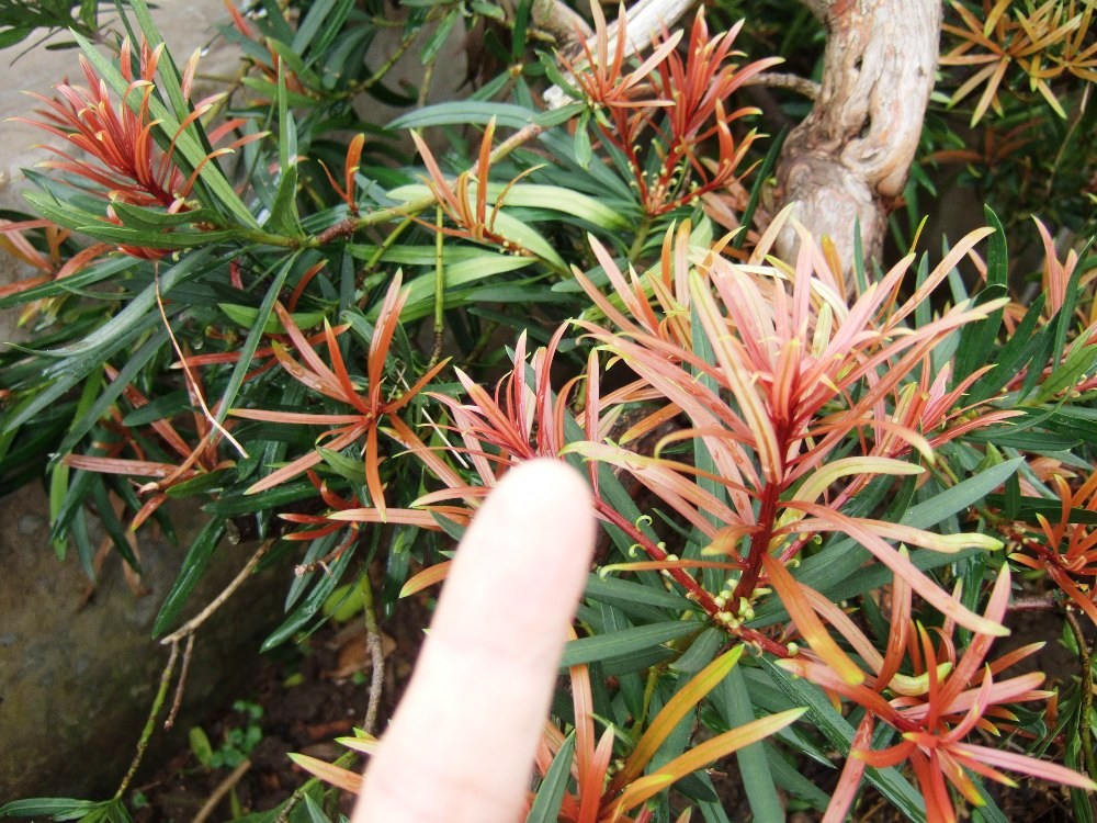 DSCF5457.JPG