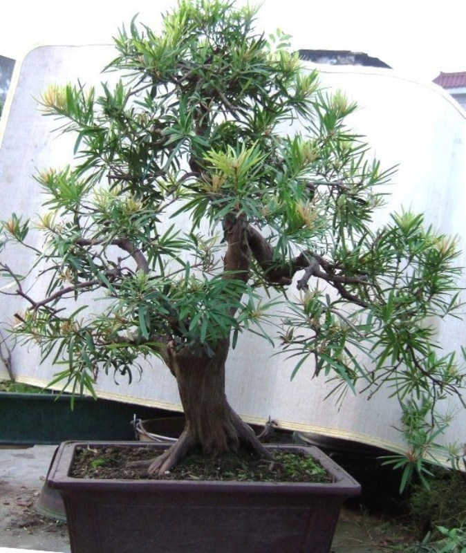 DSCF3103005.JPG