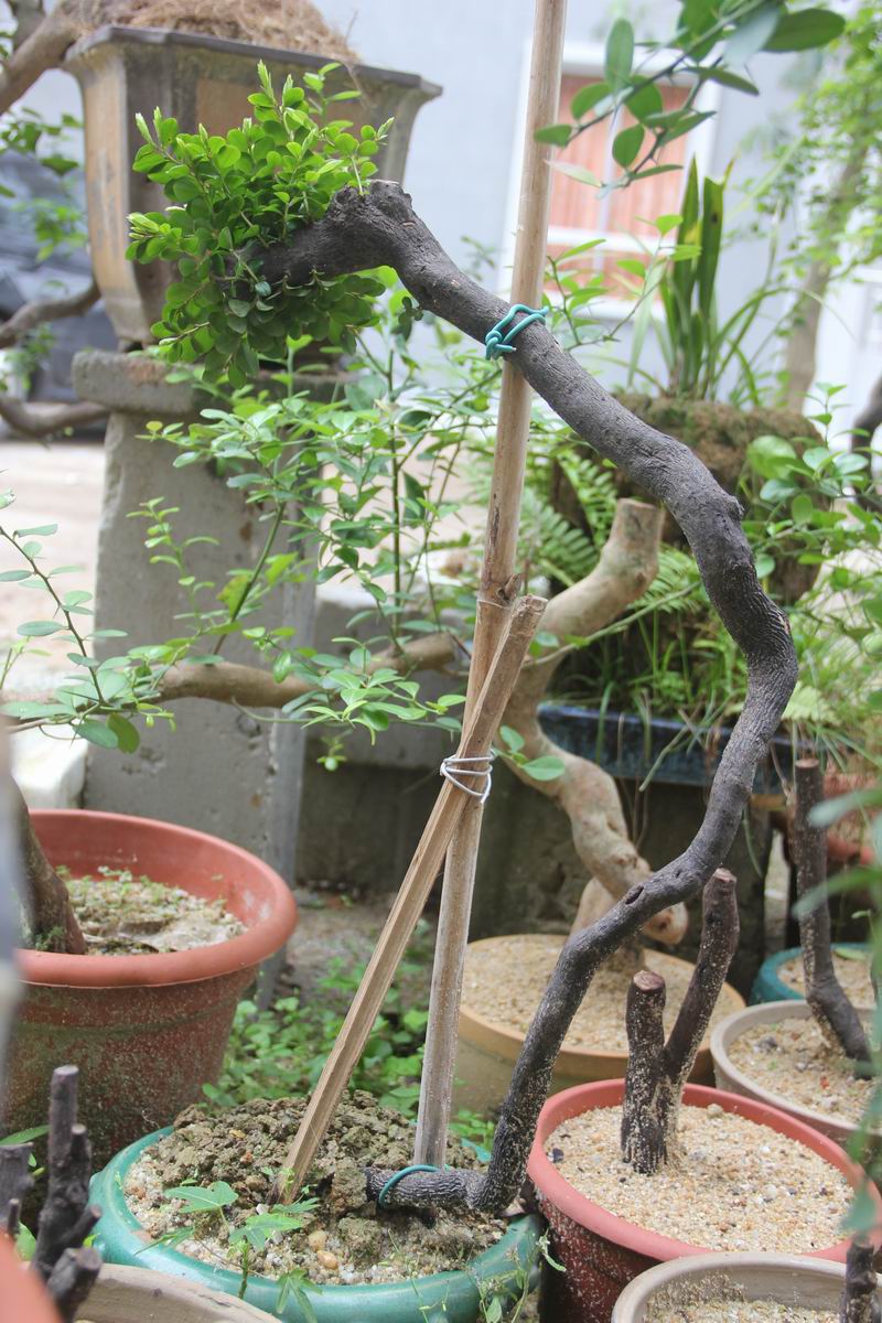 Ƭ 008.jpg