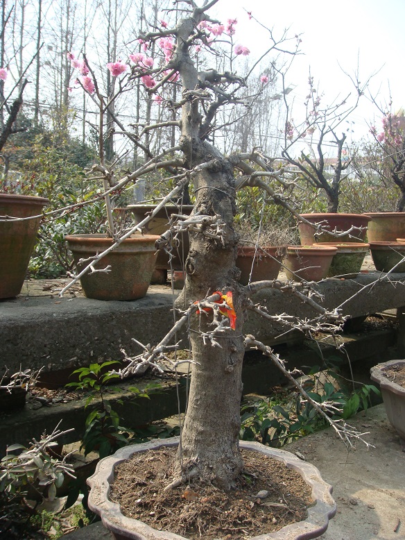 DSC06847.jpg