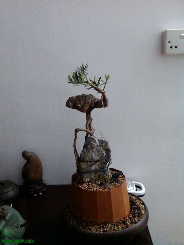 IMG_20140308_011232.jpg