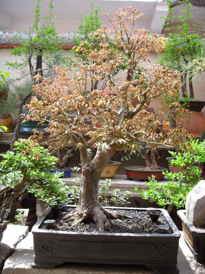 SDC13980.JPG