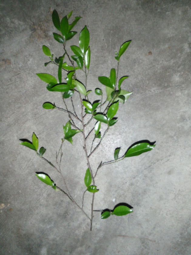 P4090003_С.JPG