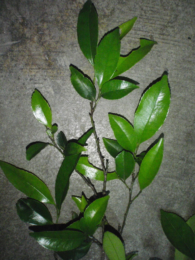 P4090004_С.JPG
