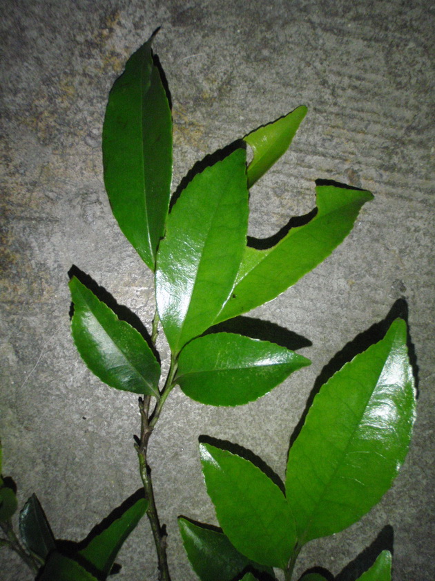 P4090005_С.JPG