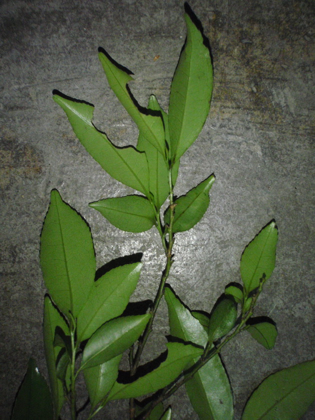 P4090006_С.JPG
