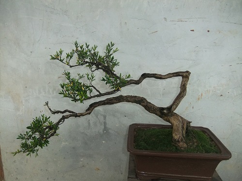 DSCF9464.JPG