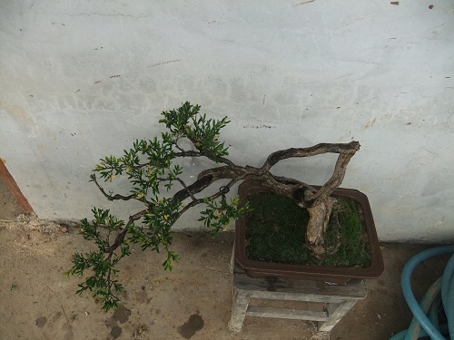 DSCF9466.JPG
