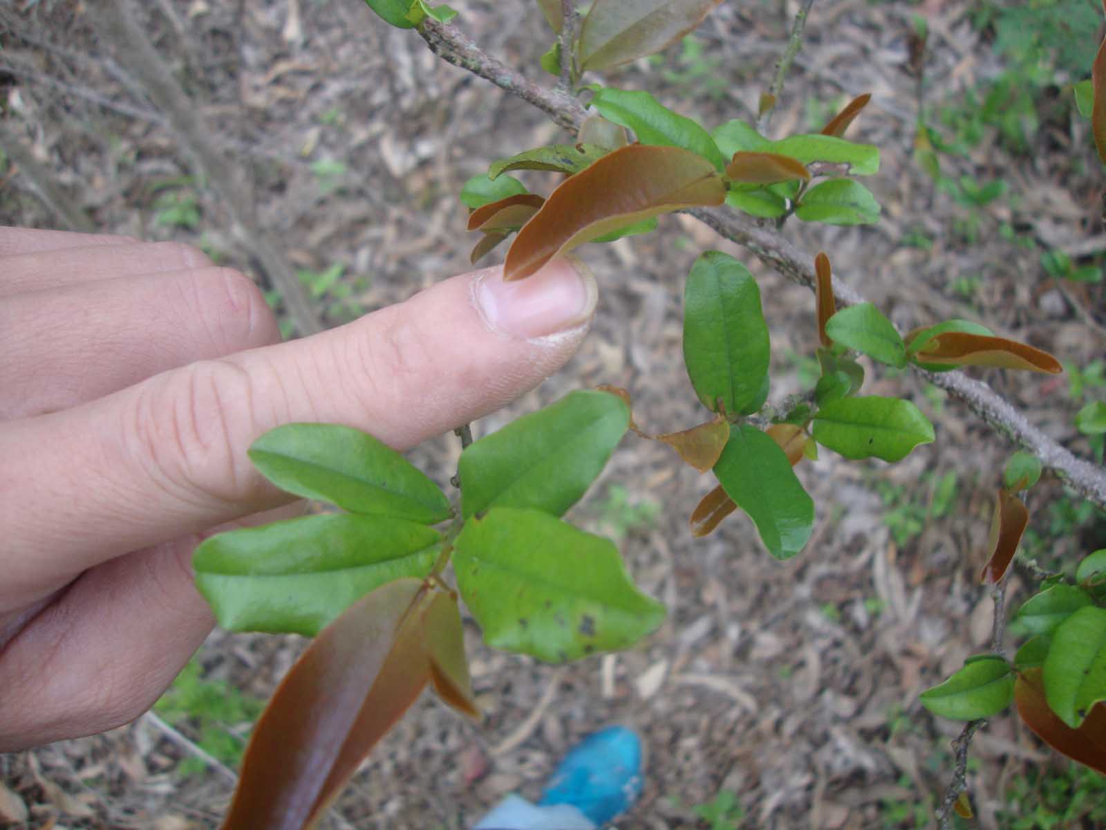 ڶͼ4.jpg