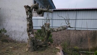 Ƭ 016.jpg