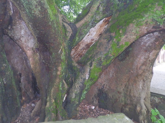 P2230539.JPG