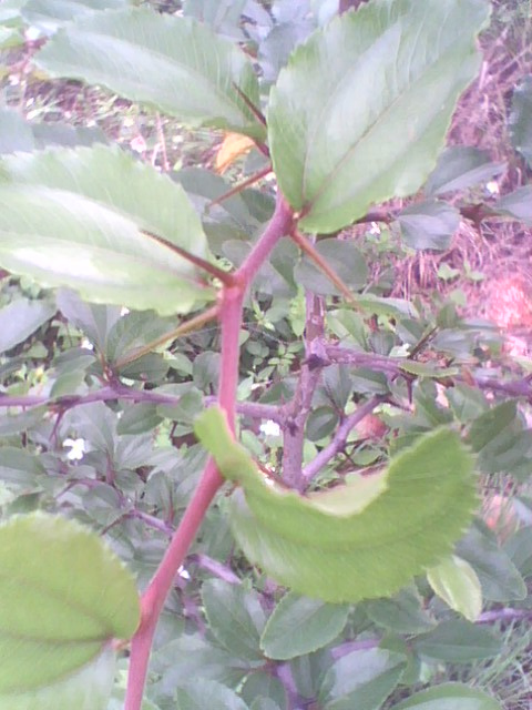 IMG1260A_ת.jpg