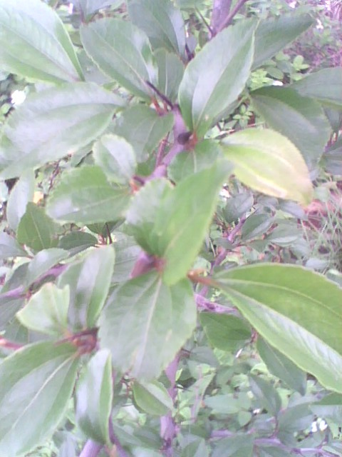IMG1258A_ת.jpg