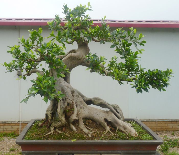 P1050007.JPG