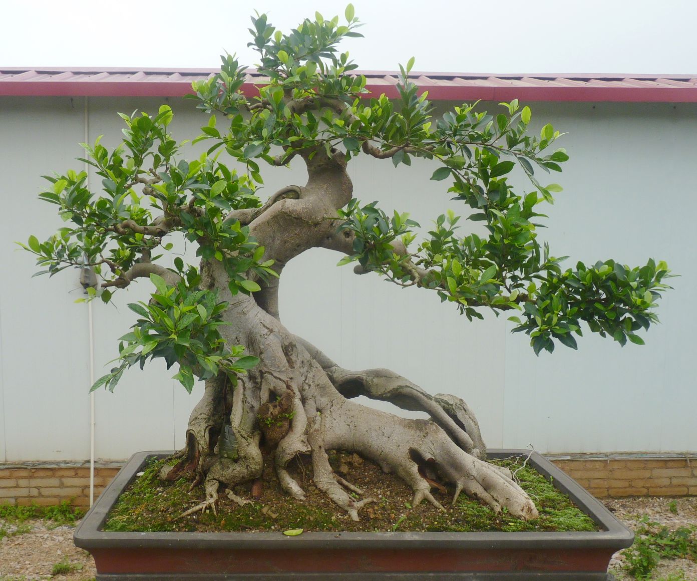 P1050008.JPG