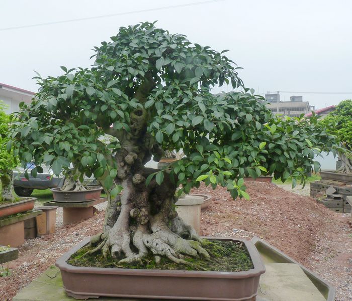 P1050020.JPG