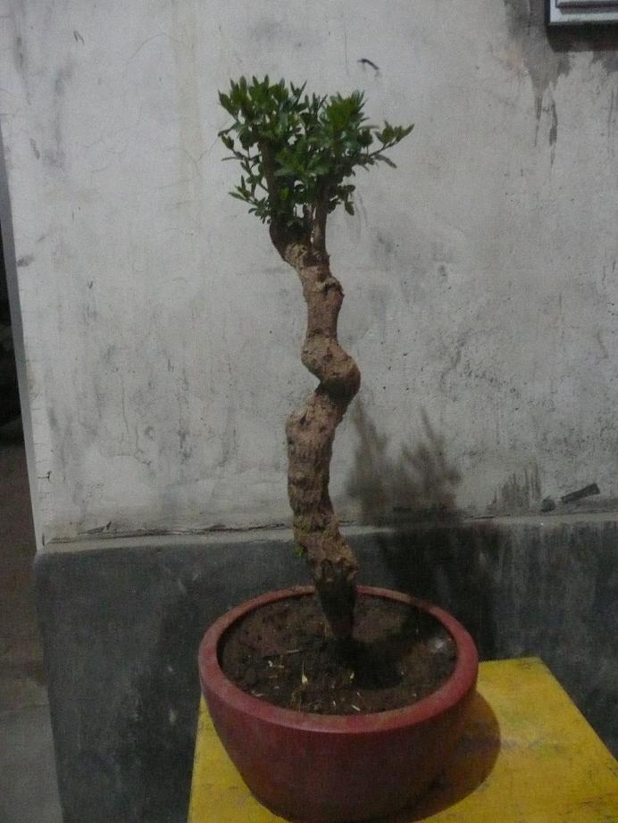 P1050311.JPG