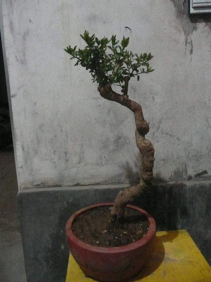 P1050312.JPG