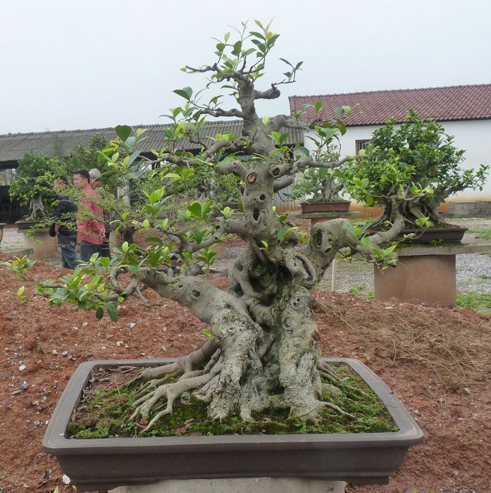 P1050031.JPG