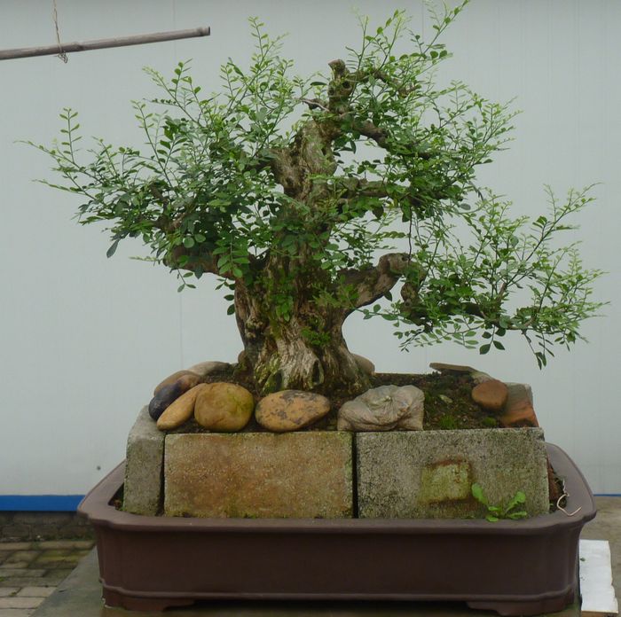 P1050033.JPG