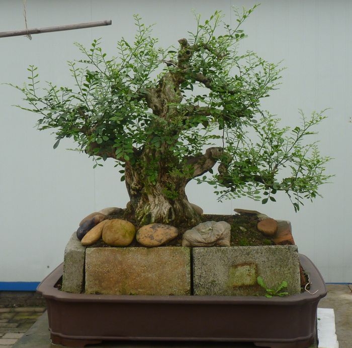 P1050034.JPG