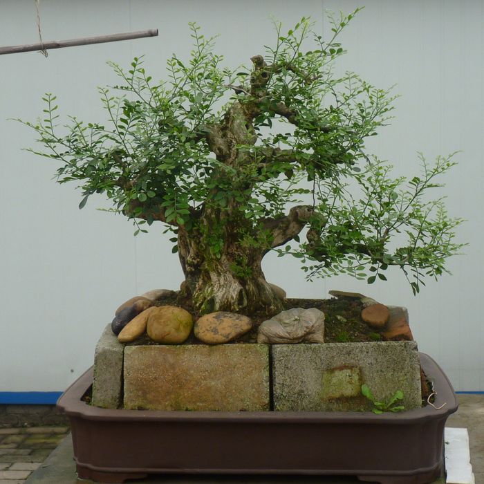 P1050035.JPG