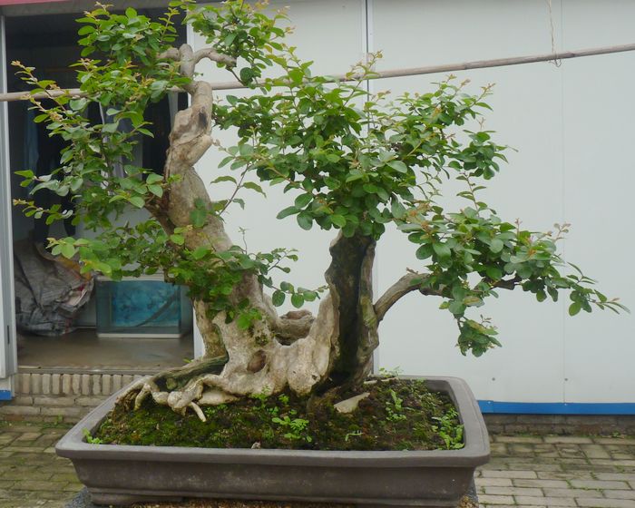 P1050036.JPG