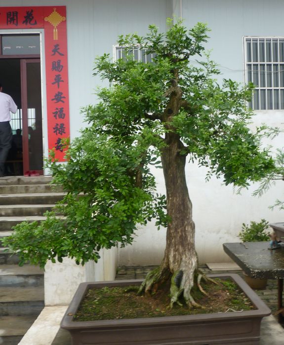 P1050039.JPG