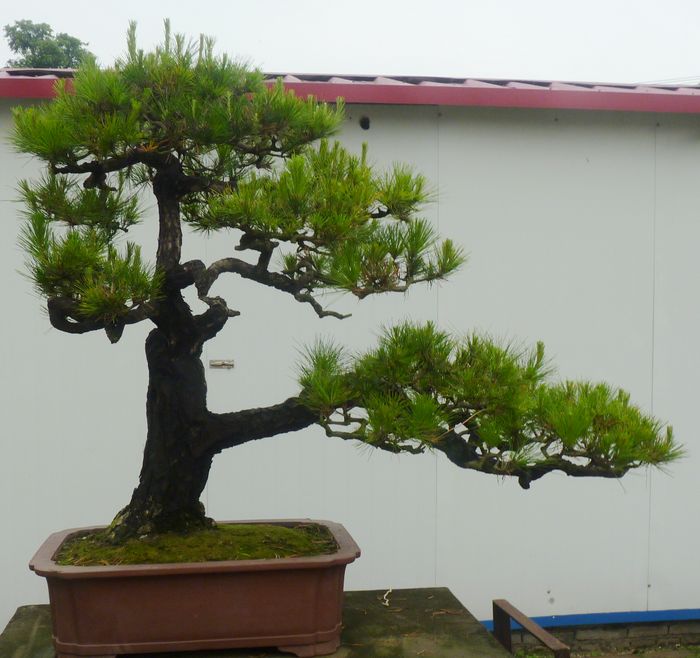 P1050043.JPG