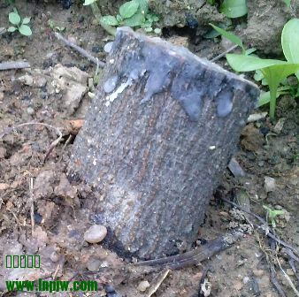 CAM00538_mh1397870259335.jpg