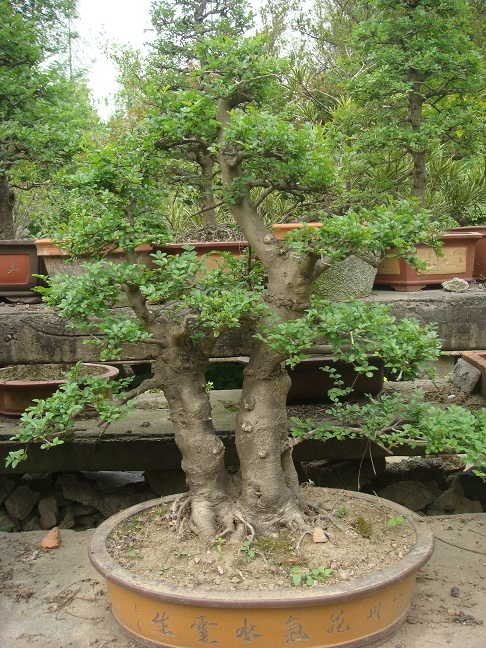 DSC07089.jpg