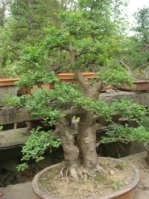 DSC07090.jpg