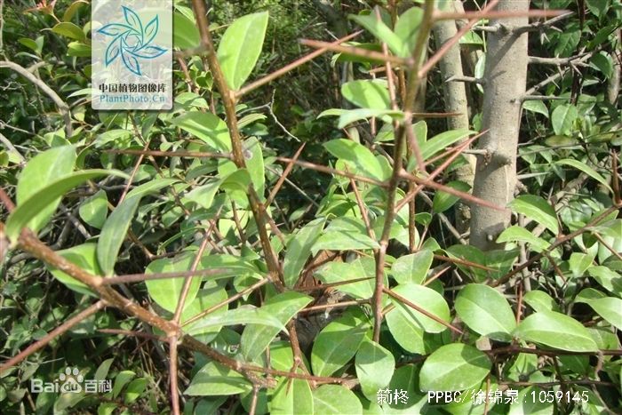 ţ--ѧ-Ϊ[]ͼ(5)-Scolopia Chinensis .jpg