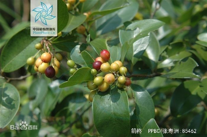ţ--ѧ-Ϊ[]ͼ(5)-Scolopia Chinensis .jpg