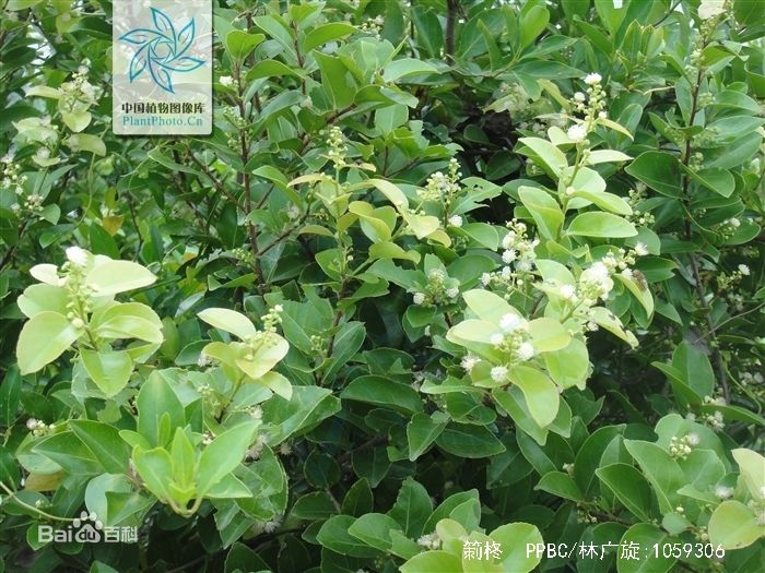 ţ--ѧ-Ϊ[]ͼ(5)-Scolopia Chinensis .jpg