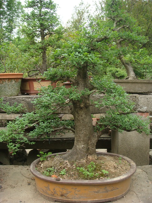 DSC07092.jpg