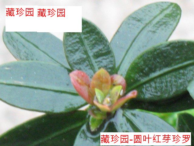 ԲҶ2.jpg
