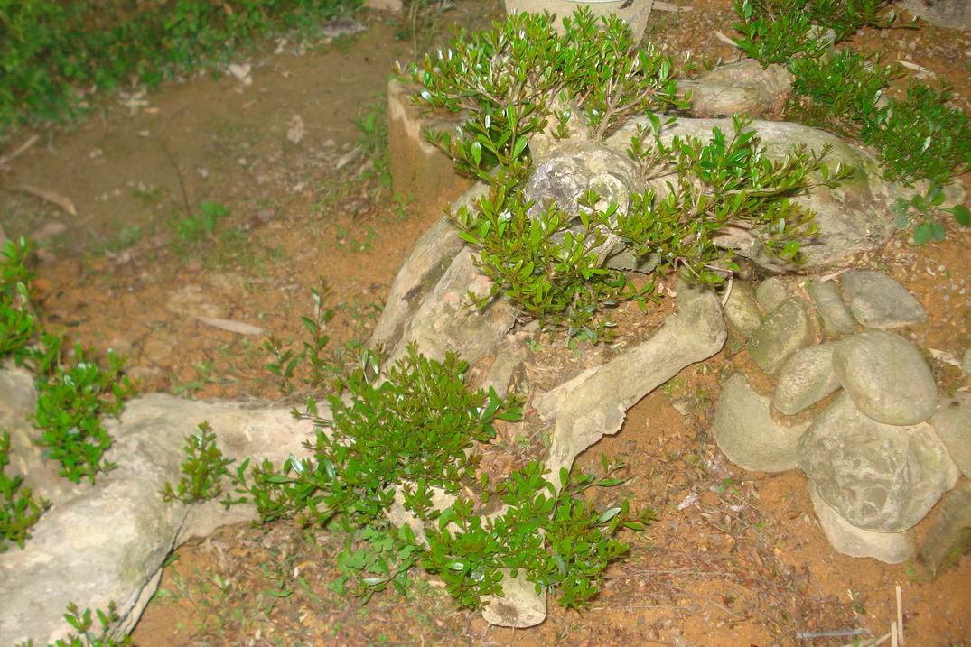 С DSC03495.JPG